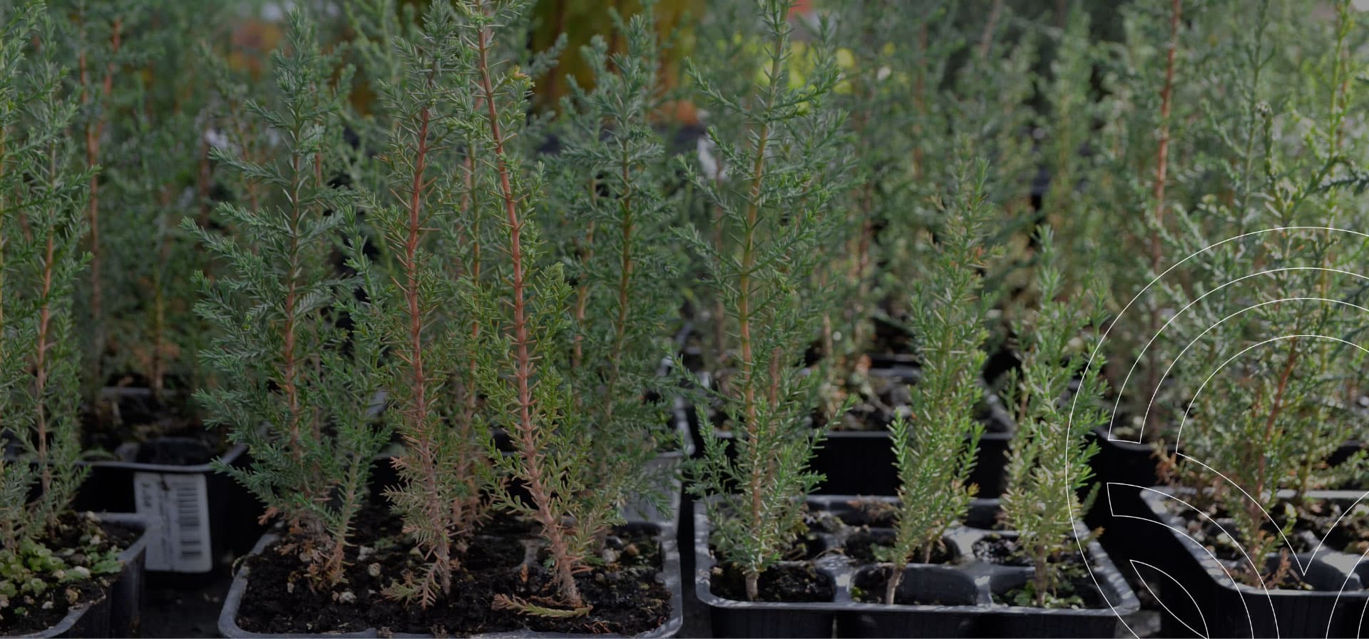 CIPRESES ALTA CALIDAD