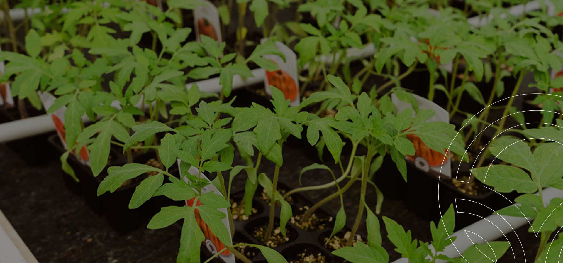 HORTICOLAS DELICIOSAS