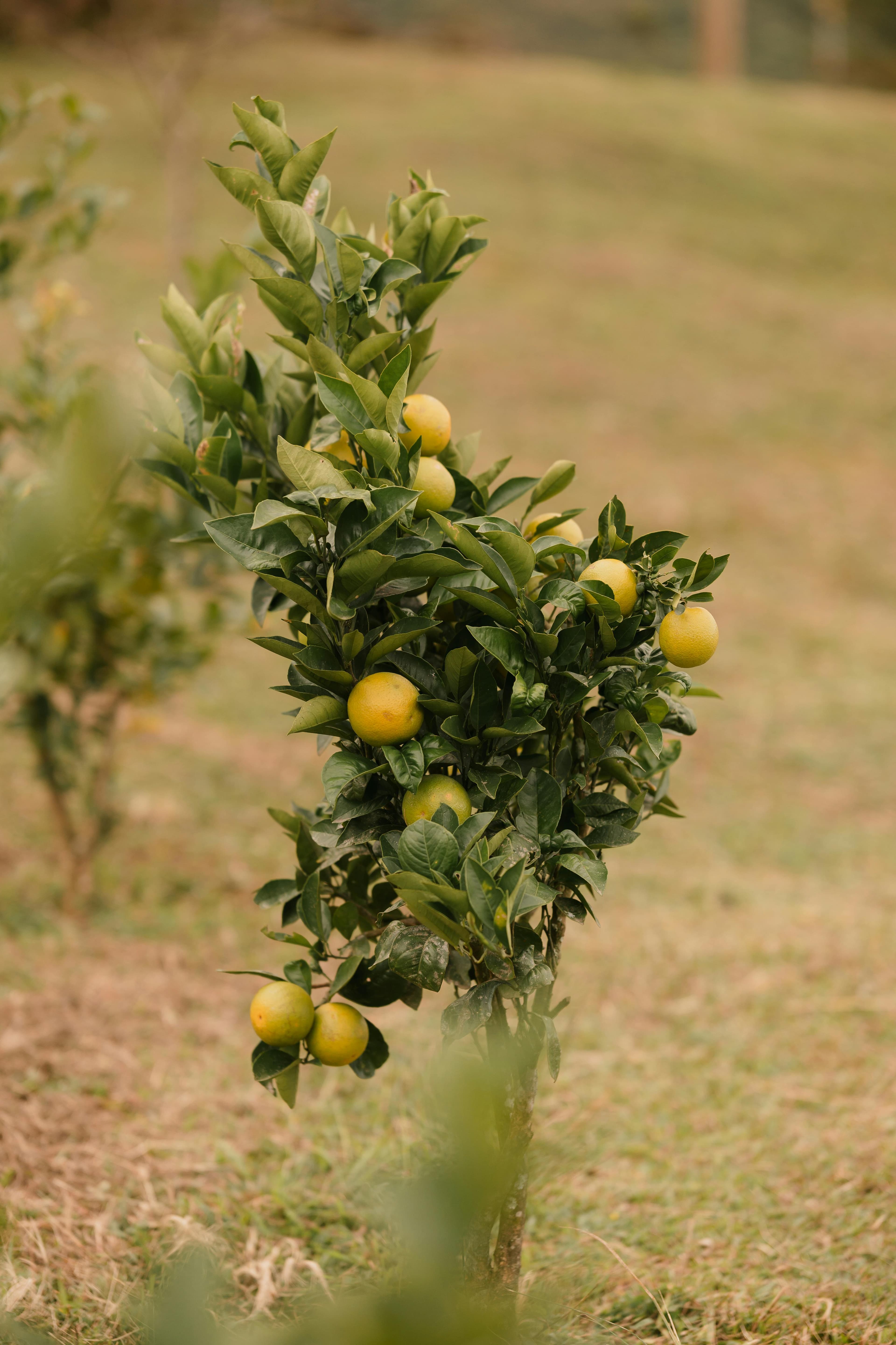 CÍTRICOS DE CALIDAD